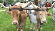 AUTHENTIQUE - La Foire d’automne et des semailles à Arudy